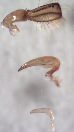 Hesperocorixa linnaei